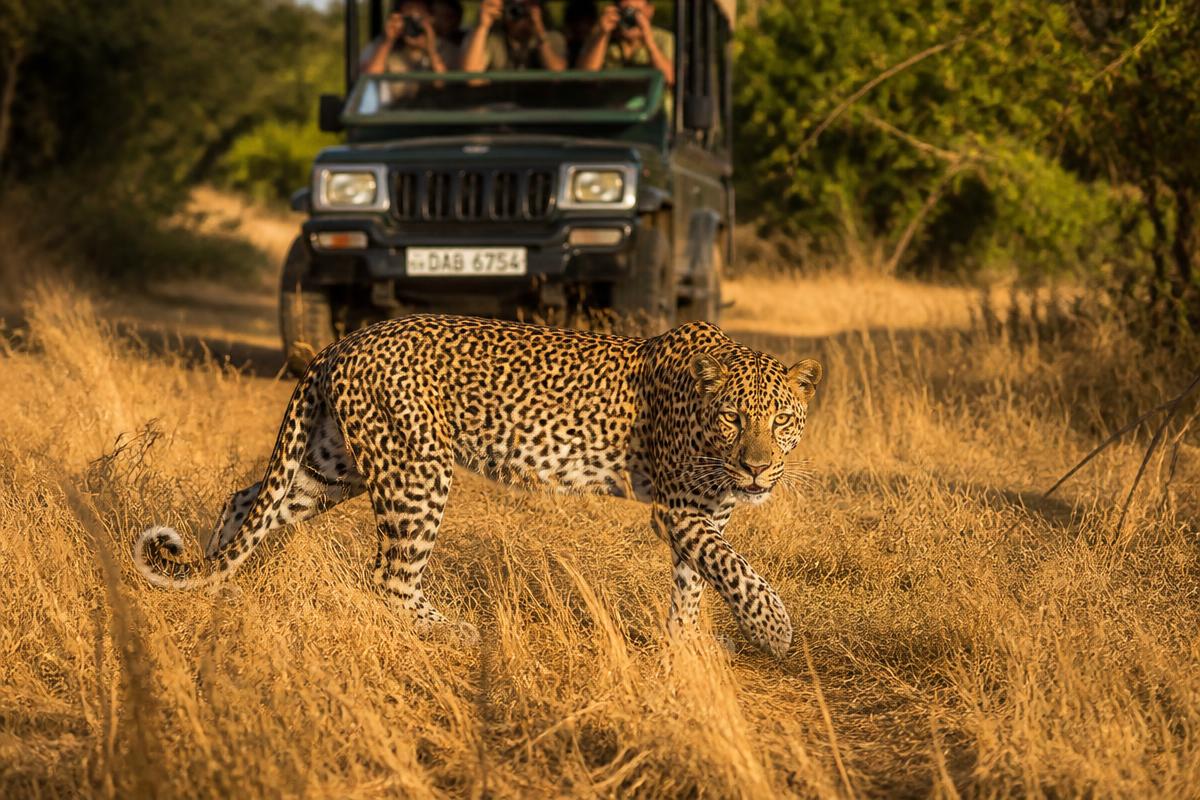 Wild Coast Tented Lodge, Yala National Park